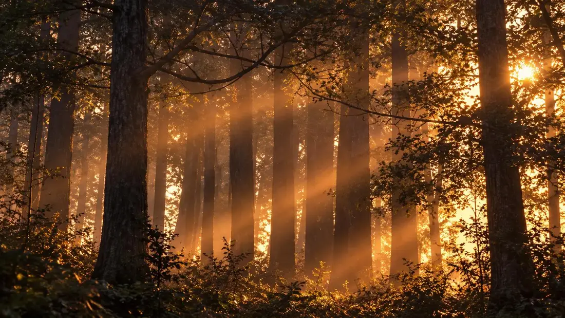 Morning light falling through tall oak trees in a forest